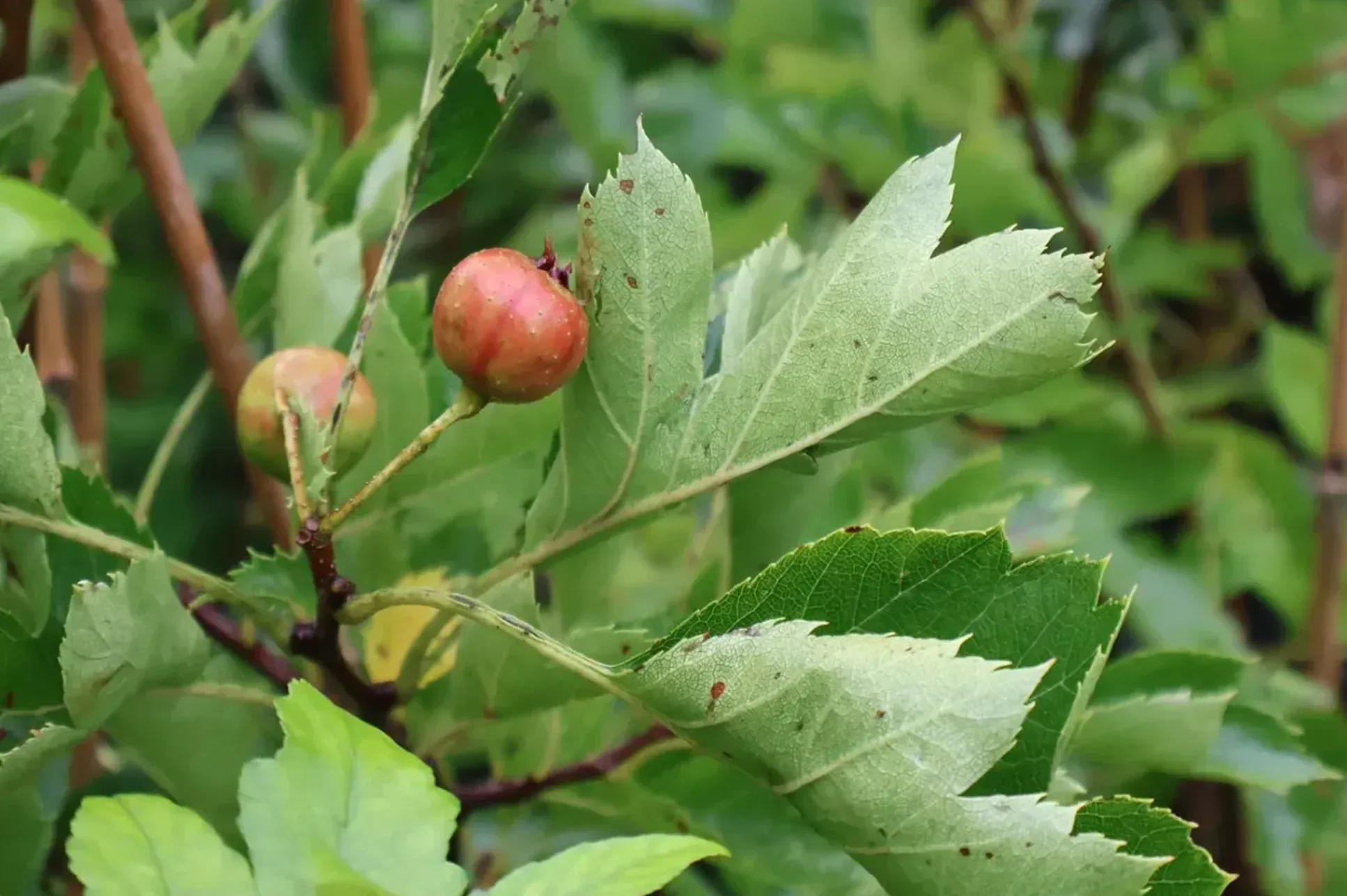 Twee rode meidoornbessen aan een tak met gekarteld blad