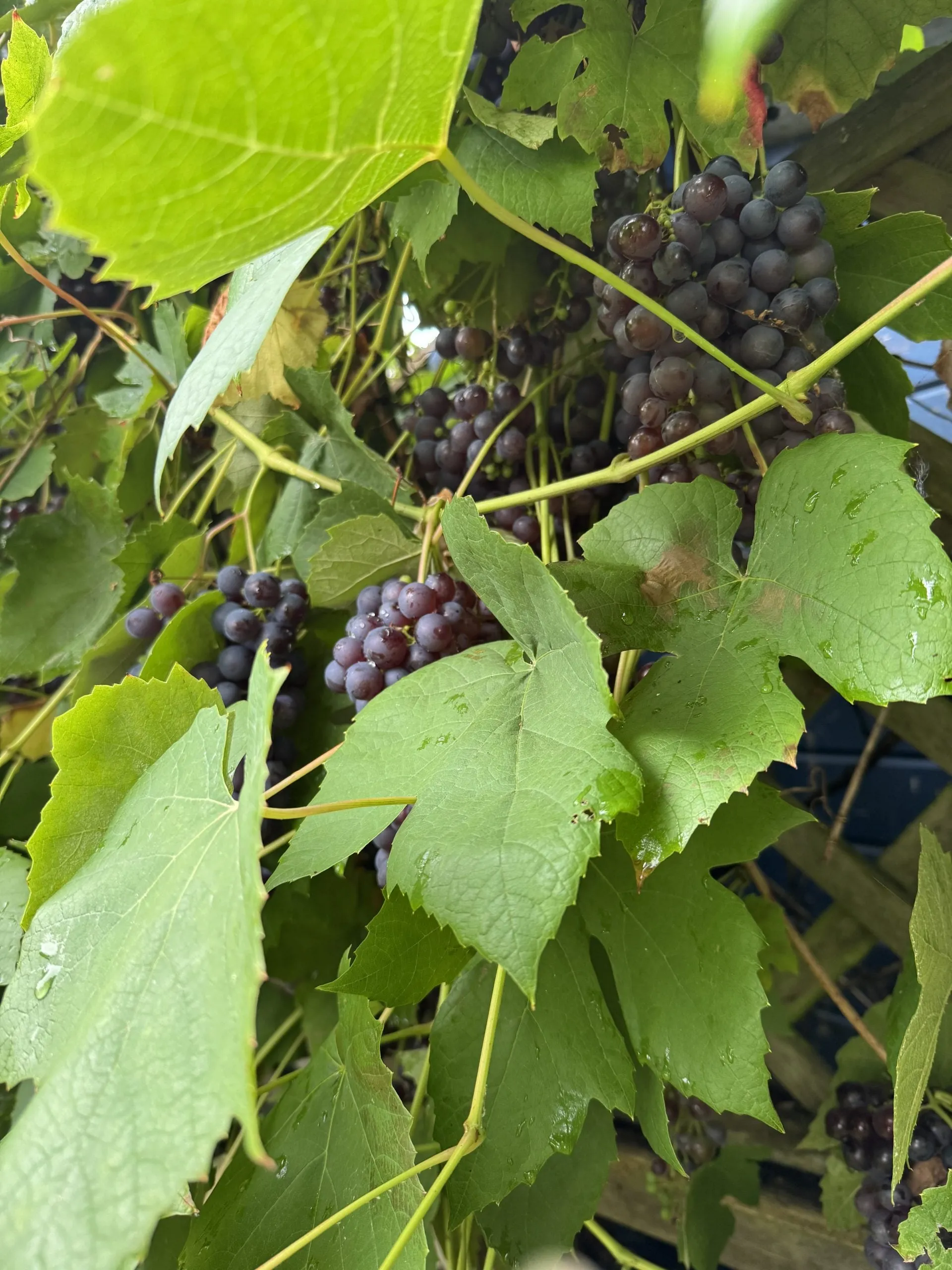 Kleine blauwe druiventrossen tussen grote druivenbladeren