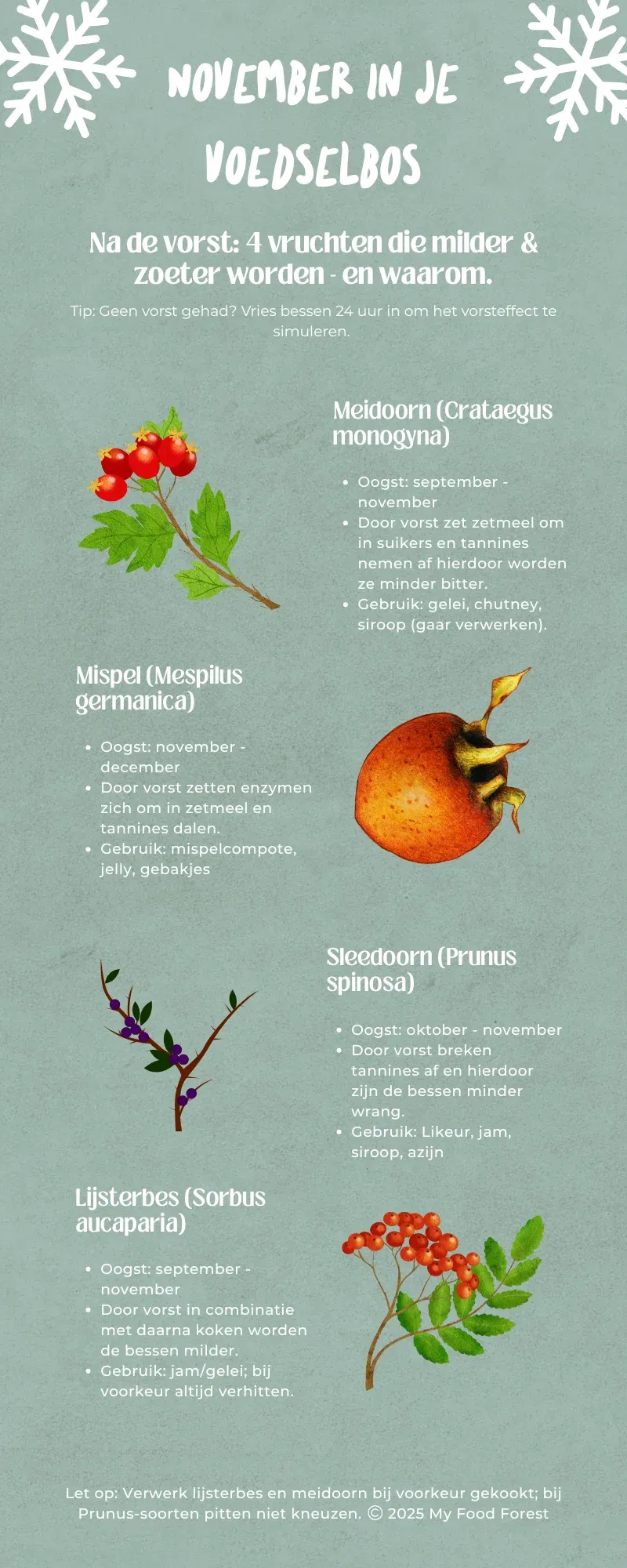 Infographic ‘November in je voedselbos’: meidoorn, mispel, sleedoorn en lijsterbes worden na de vorst milder en zoeter