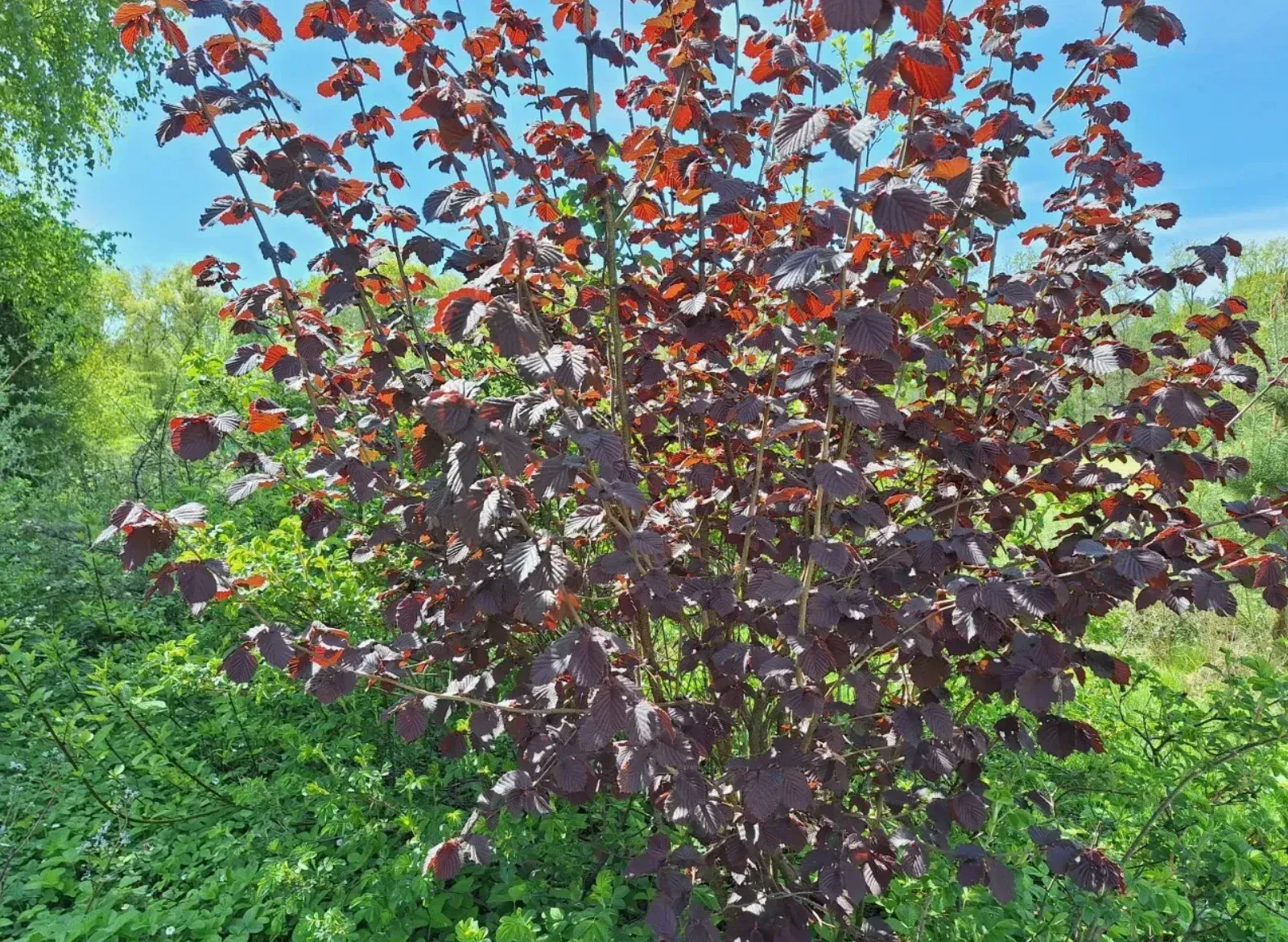 Roodbladige hazelaar met donkerrood blad in de zon