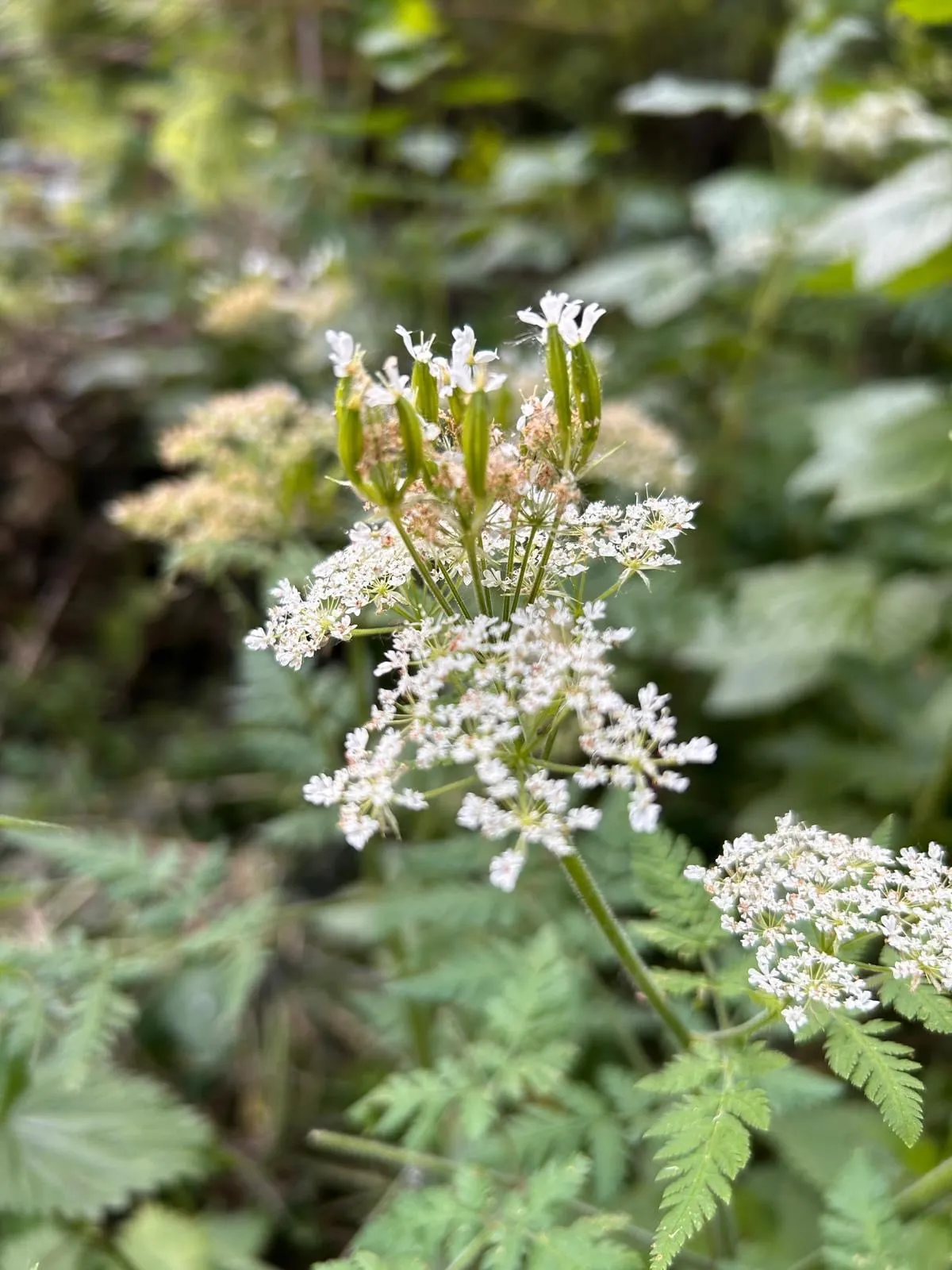 Witte bloemschermen en groene zaden van roomse kervel