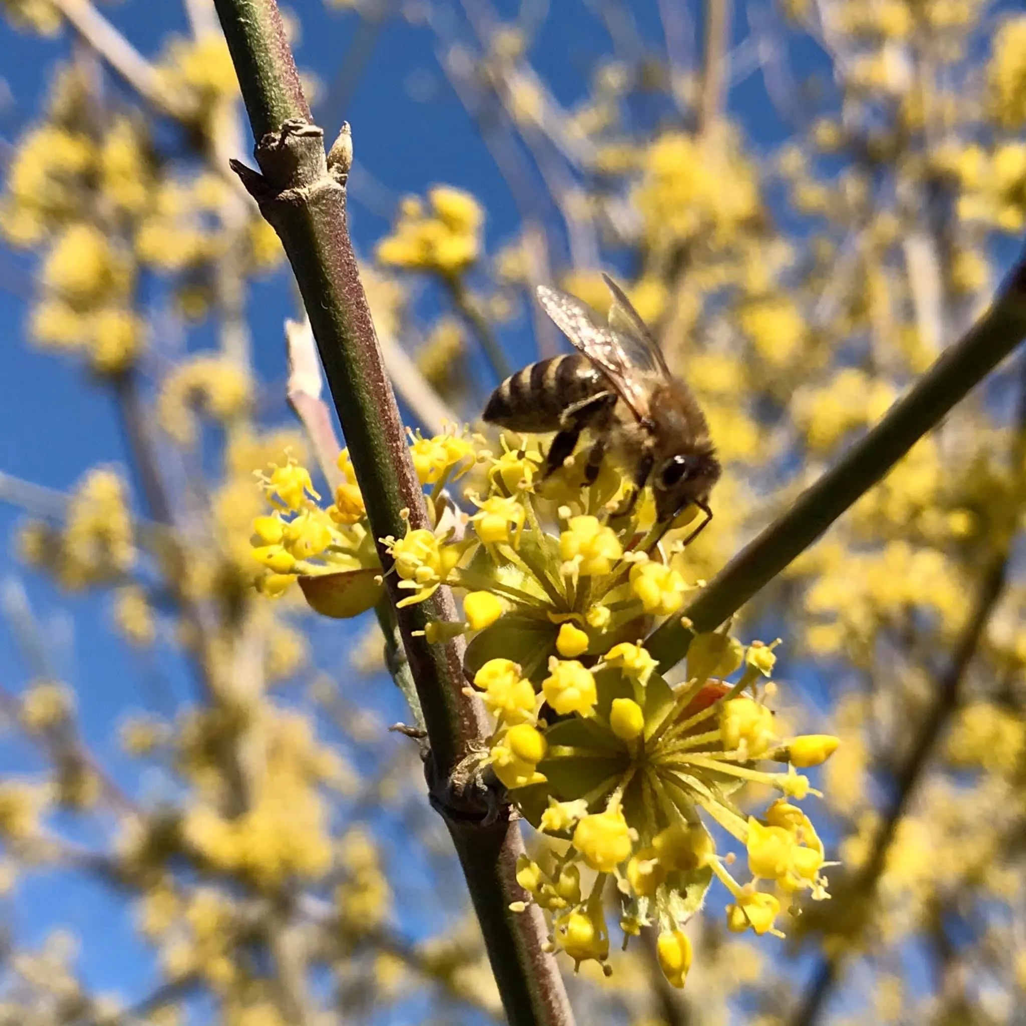 Honingbij op de gele bloemetjes van de gele kornoelje in het vroege voorjaar