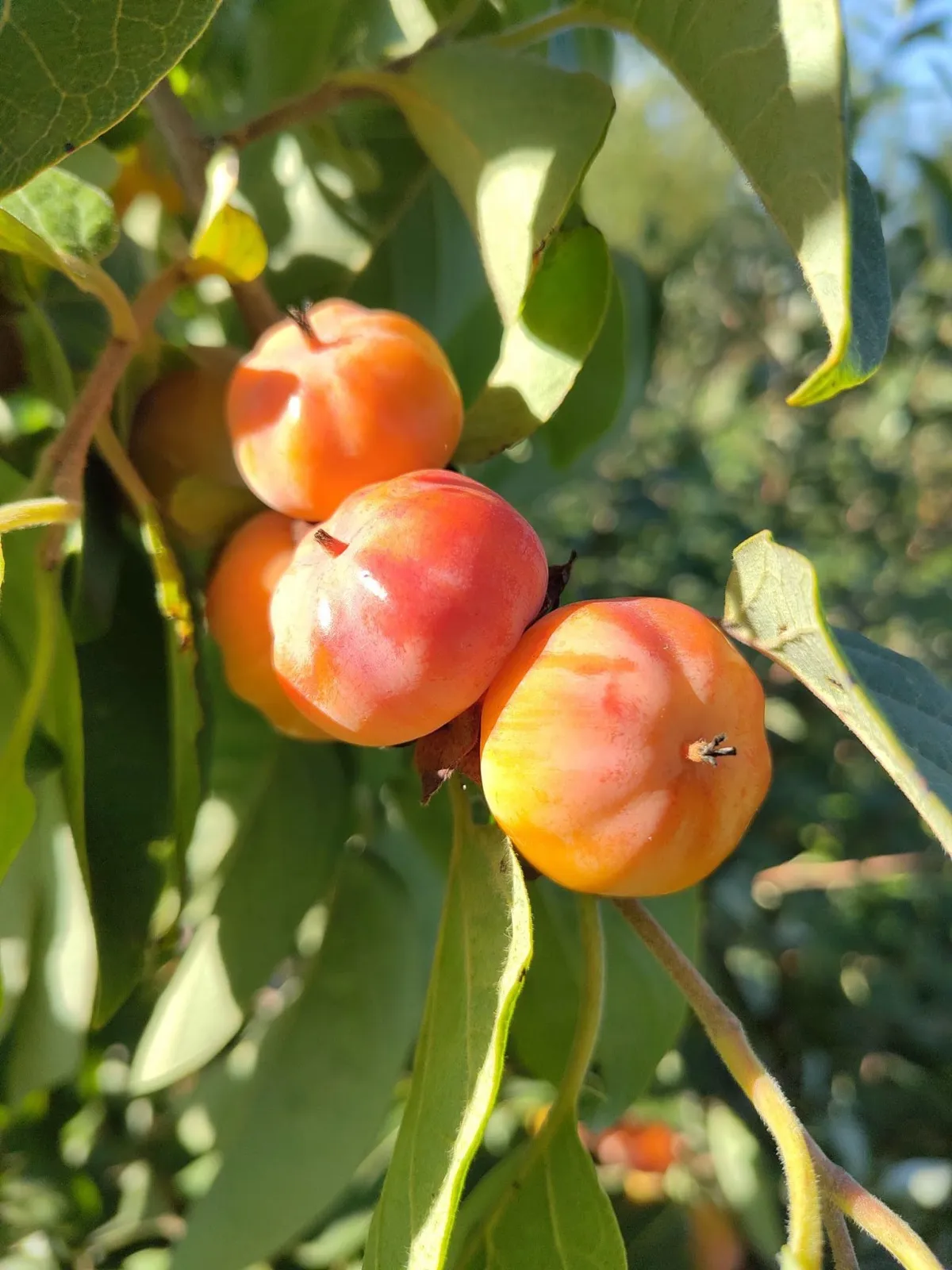 Orange persimmons among green leaves
