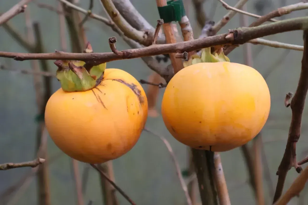 Twee oranje kaki's aan een kale tak