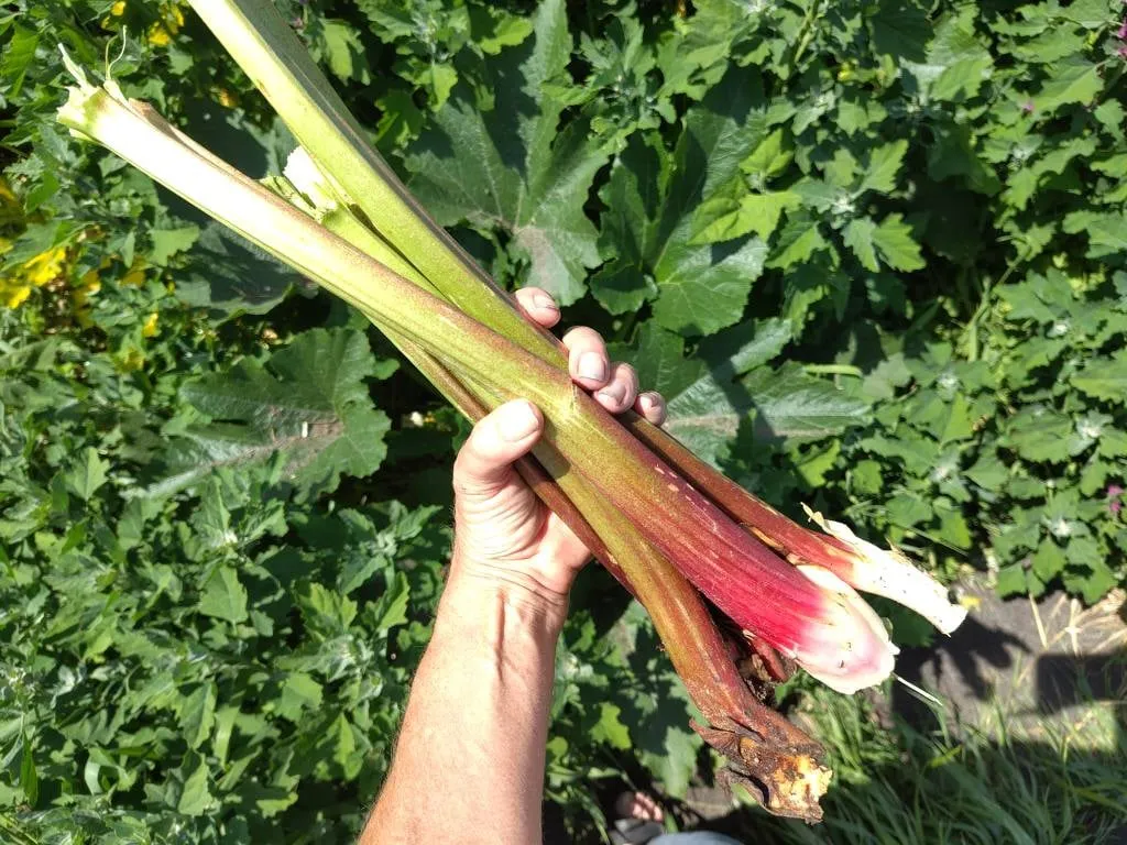 Hand met vers geoogste rabarberstelen boven de moestuin