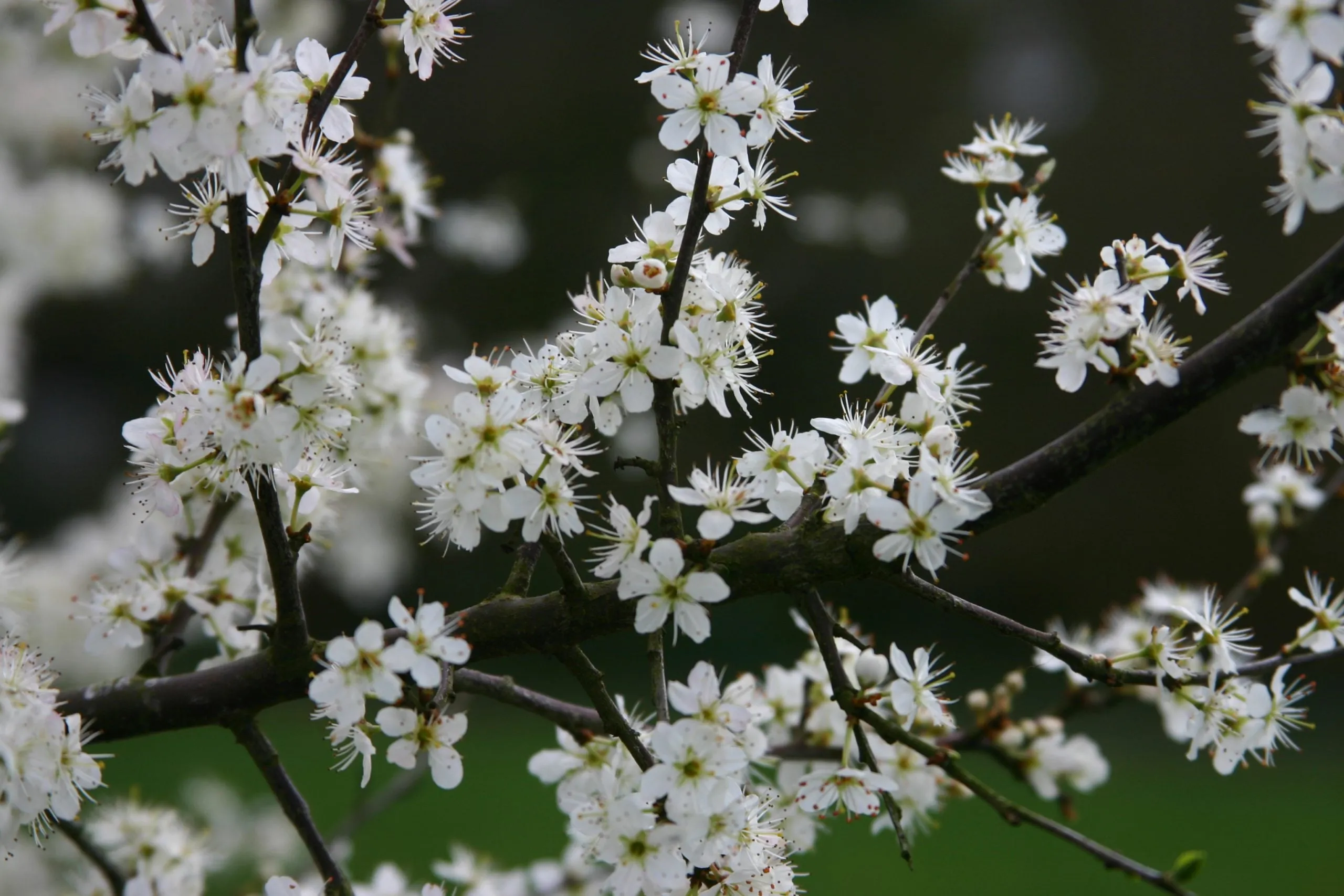 Takken van de sleedoorn vol witte bloesem