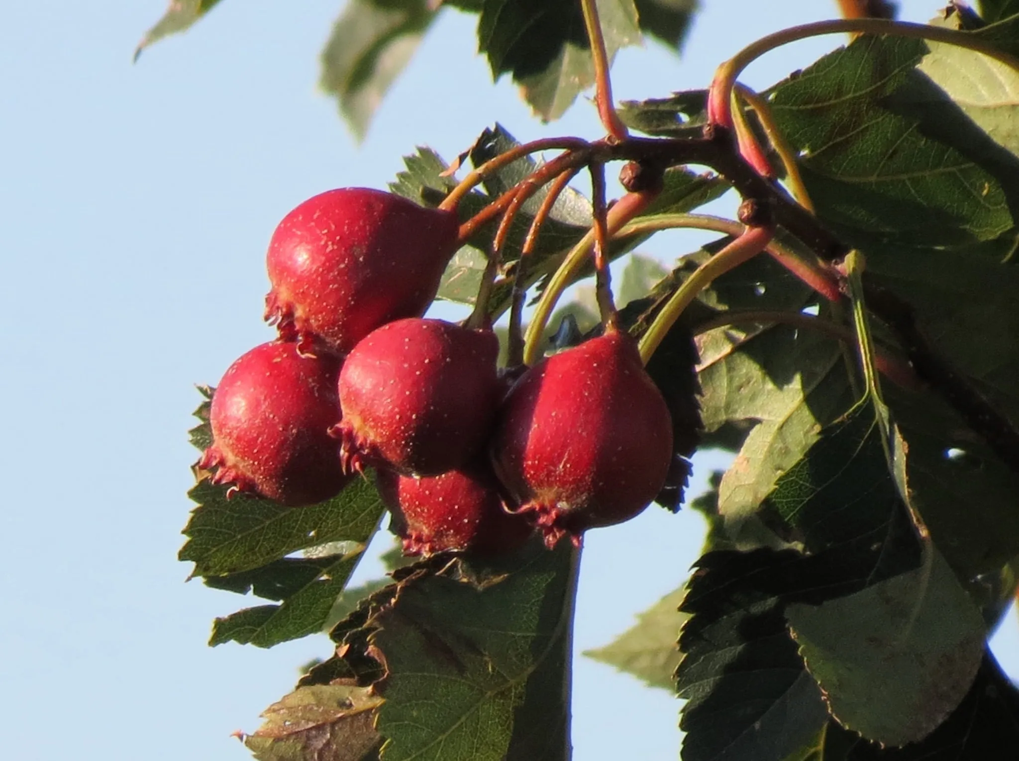 Rode meidoornbessen aan een tak tegen een lichte lucht