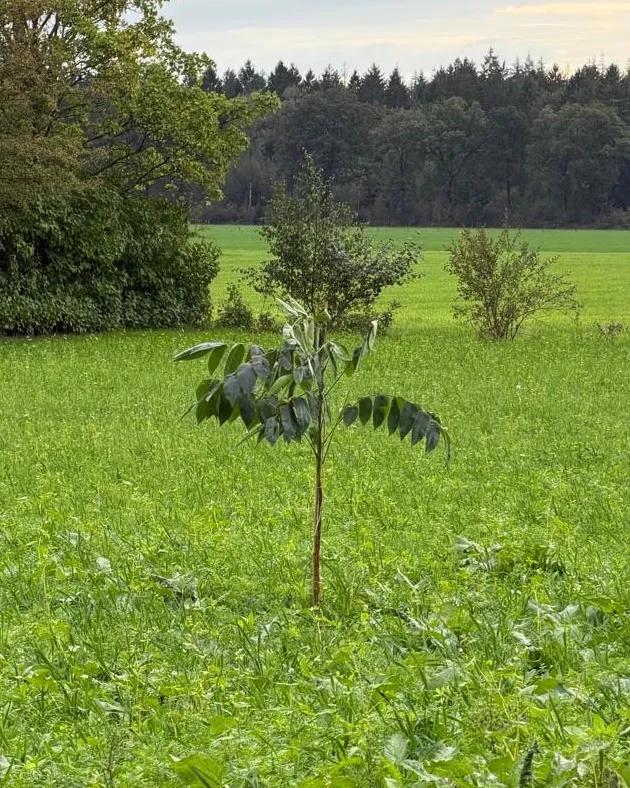 A young heartnut tree with a few leaves in a grass field