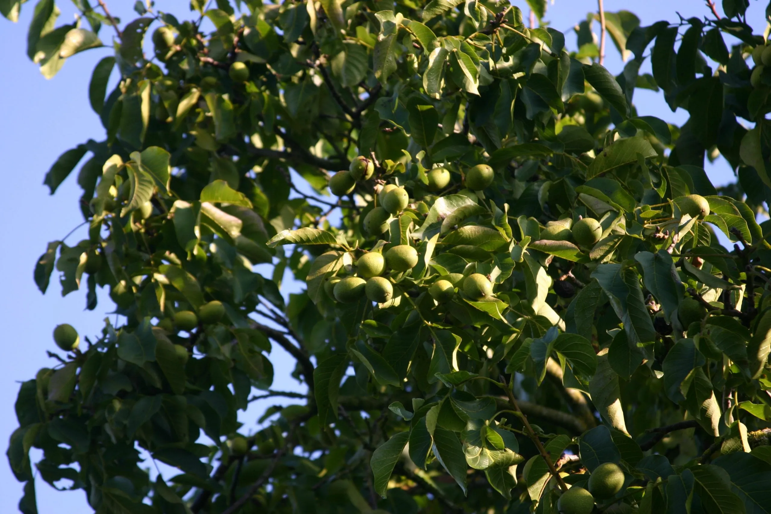 Walnotenboom vol groene, onrijpe walnoten tegen een blauwe lucht