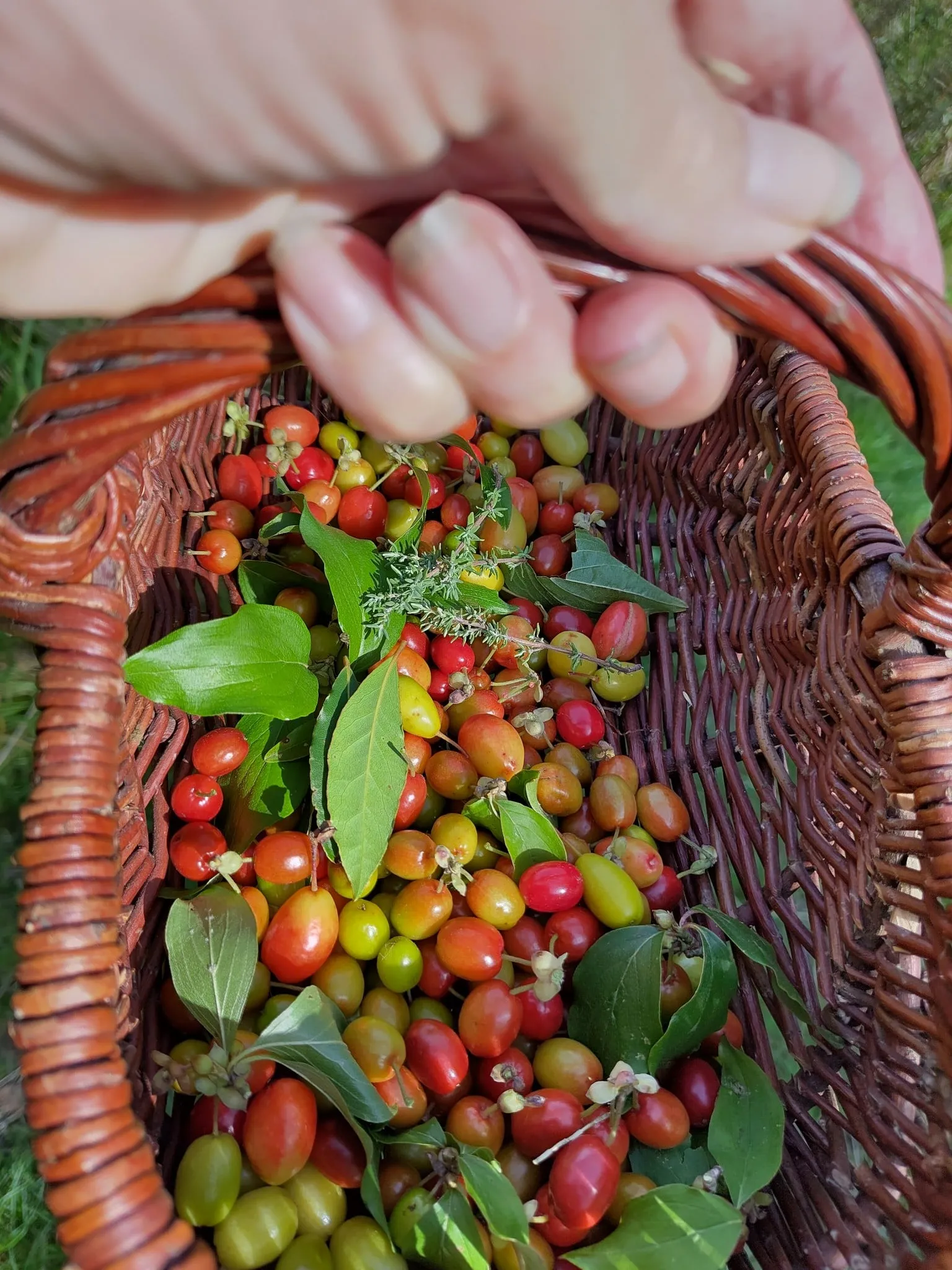 Hand boven een rieten mand vol rode en groene kornoeljes