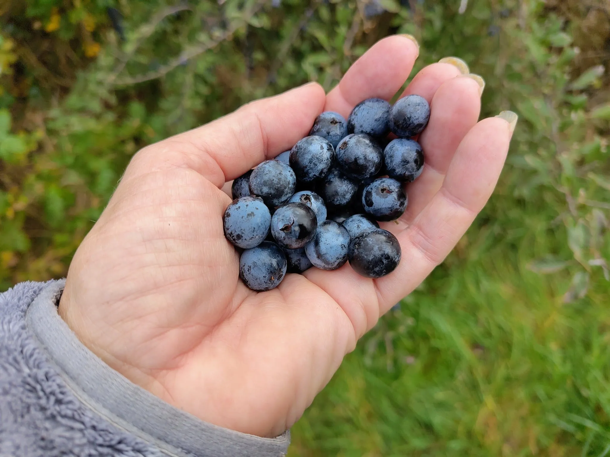 Hand vol verse, blauwe sleedoornbessen