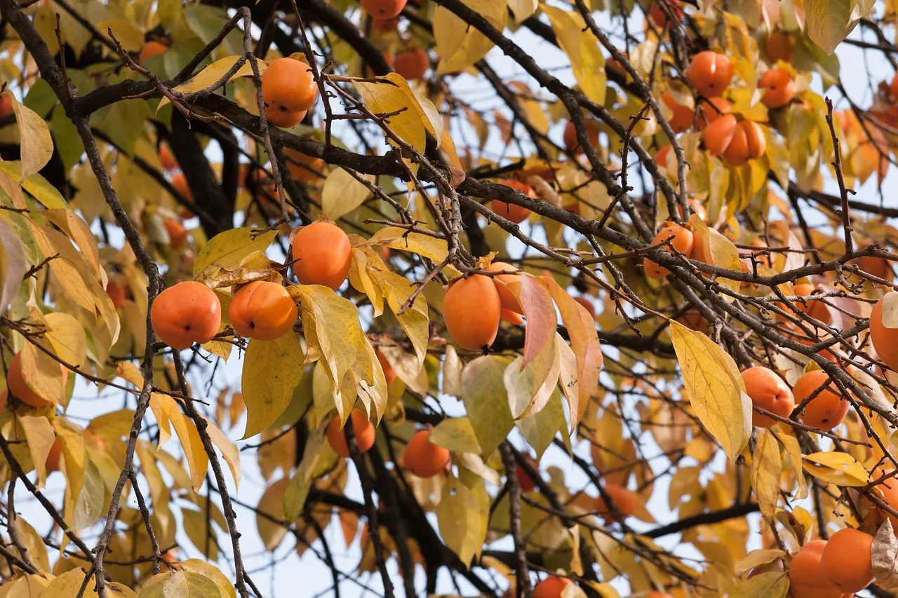 Kaki tree in autumn colour, full of orange fruit
