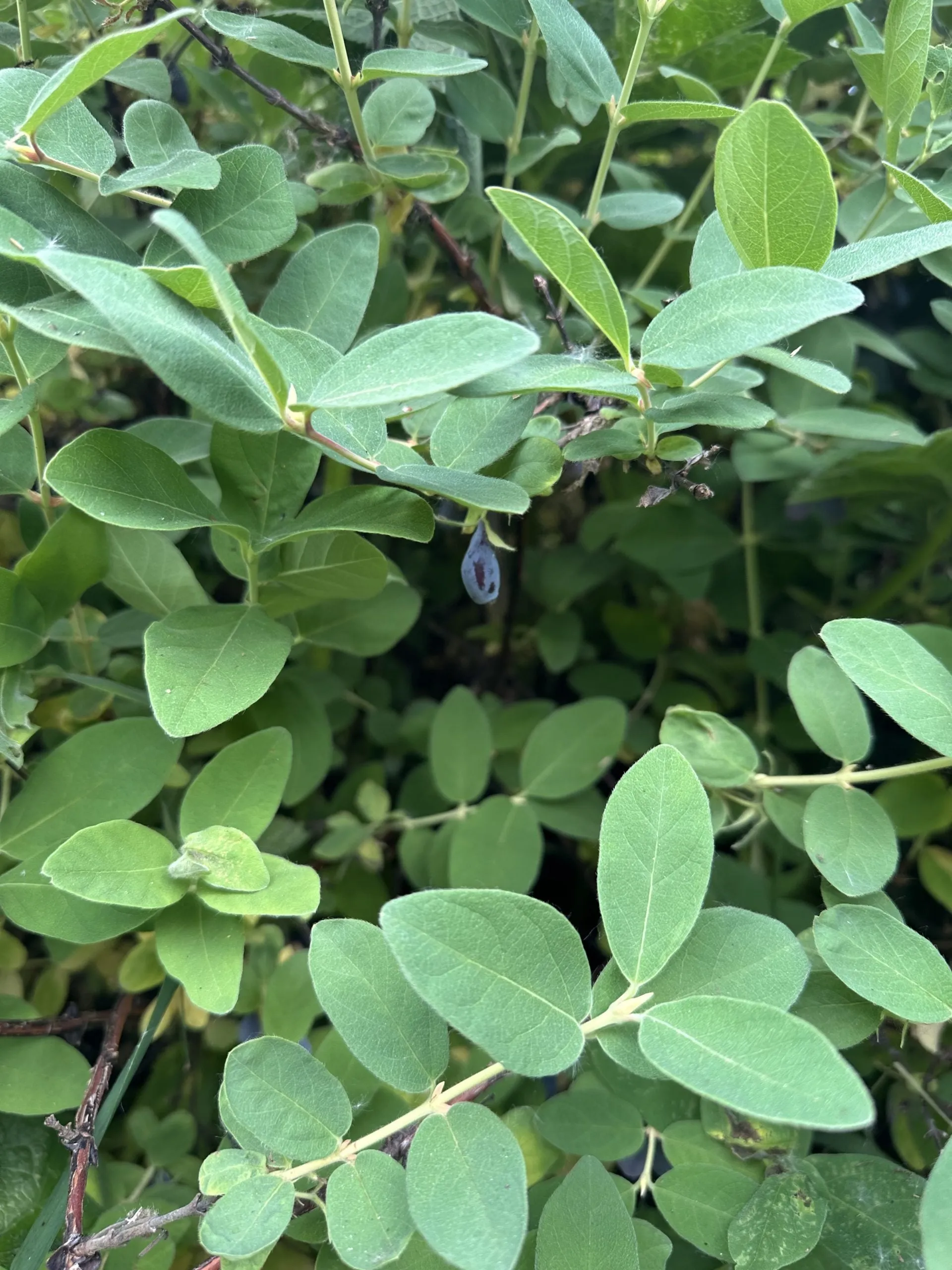 Blauwgroene blaadjes van een honingbesstruik met één langwerpige blauwe bes