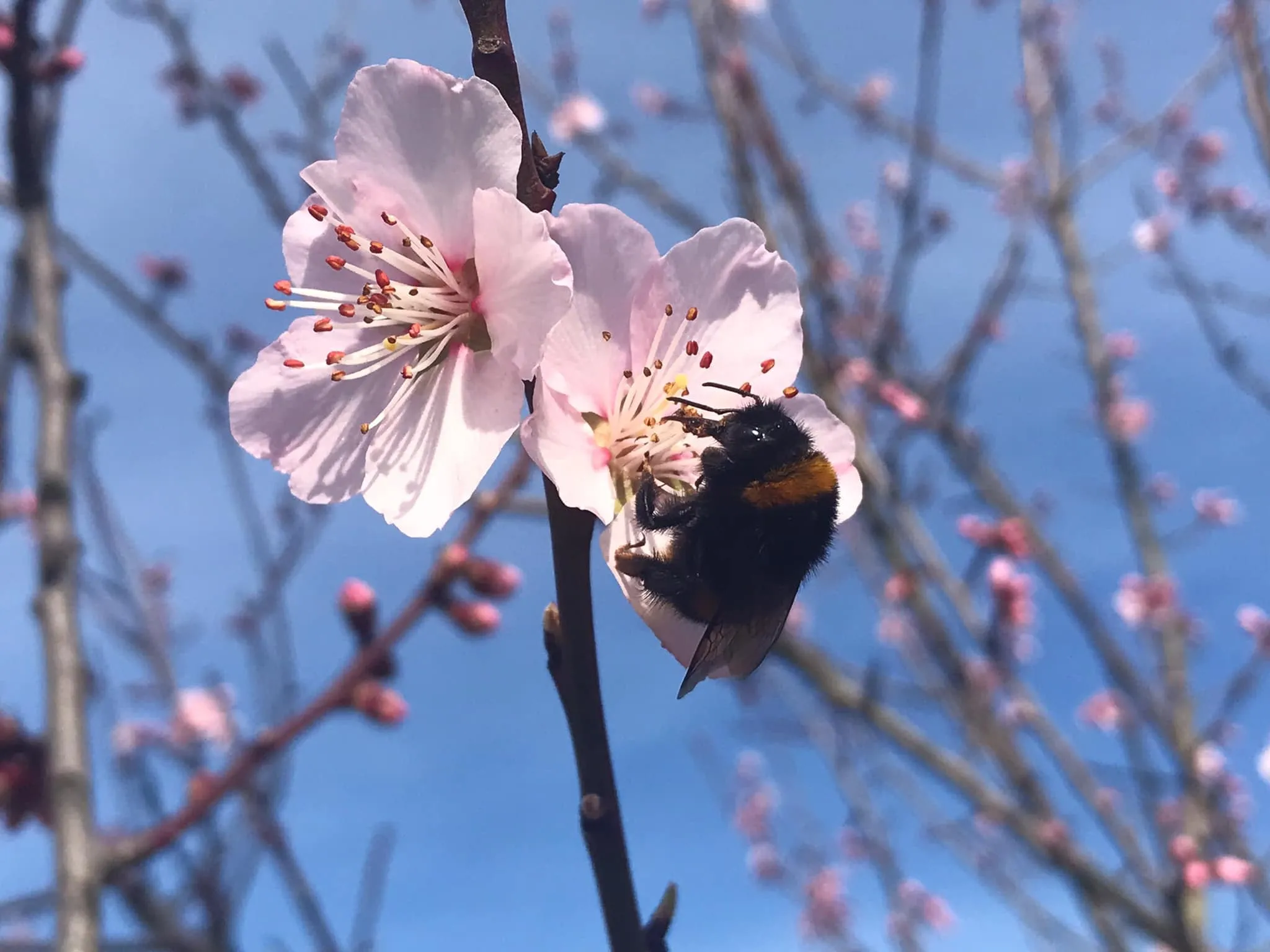 Hommel op een roze bloesem tegen een blauwe lucht