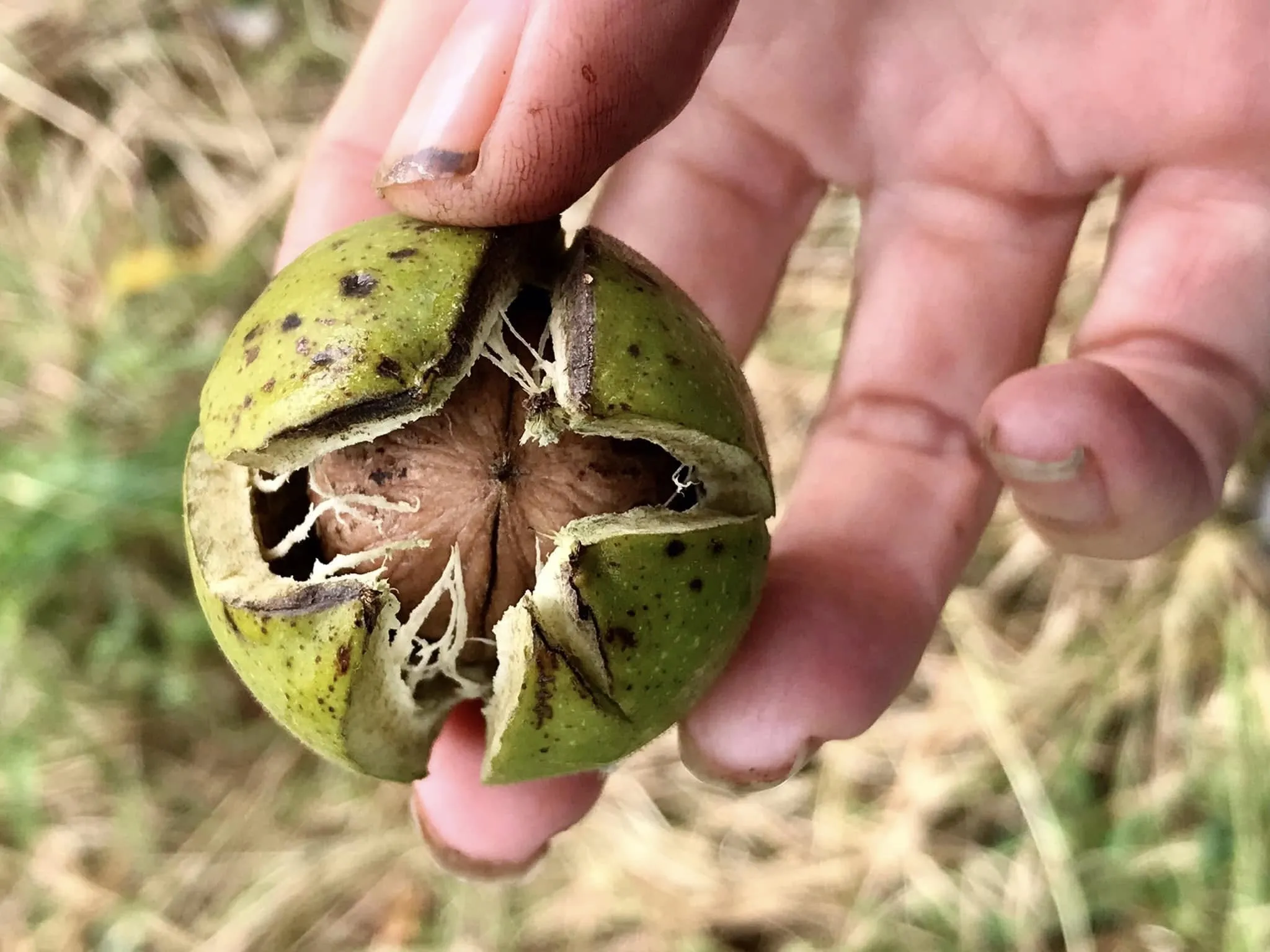 Hand met een opengesprongen groene walnotenbolster