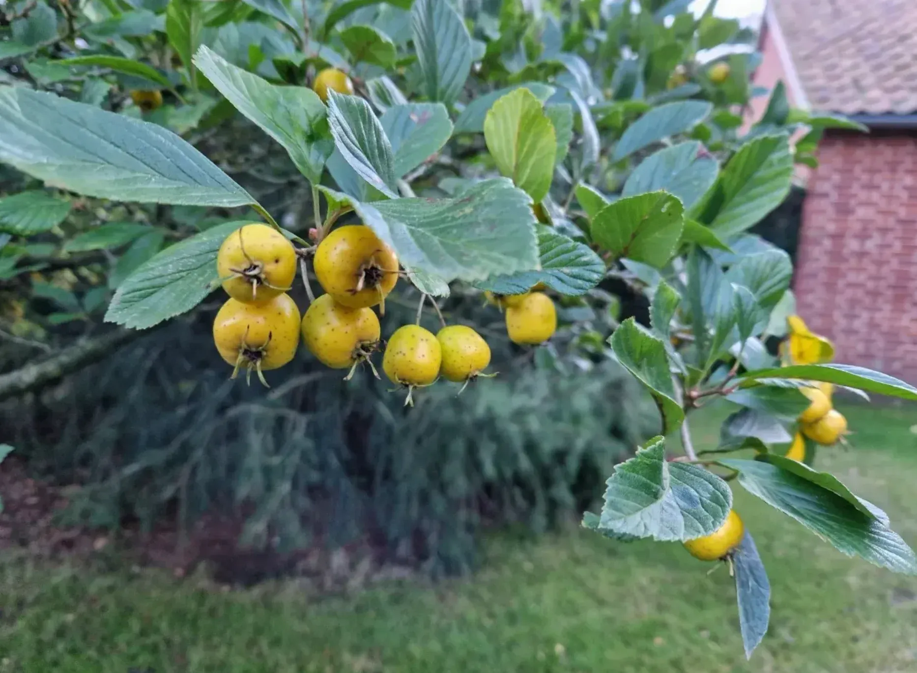 Tros gele meidoornbessen aan een tak in een tuin