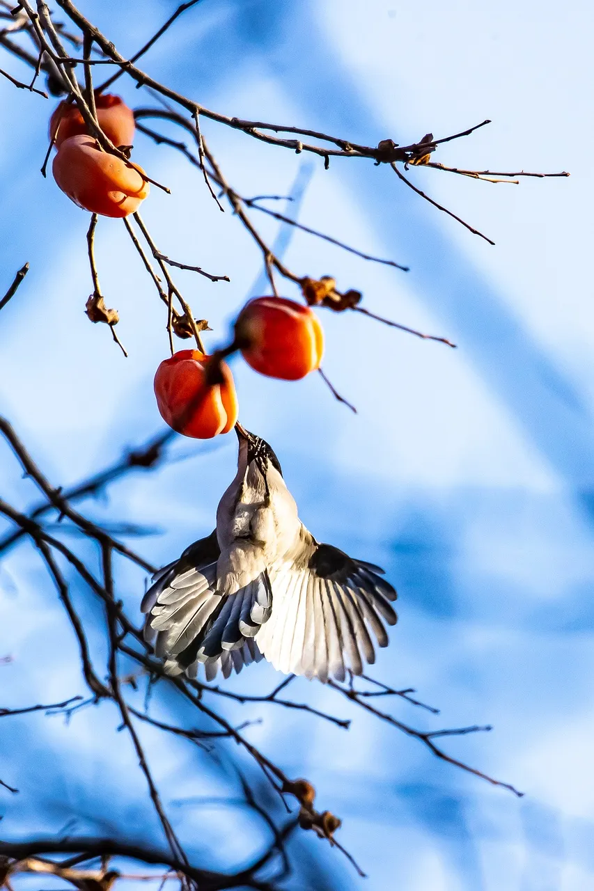 A bird with spread wings pecking at a kaki on a bare branch