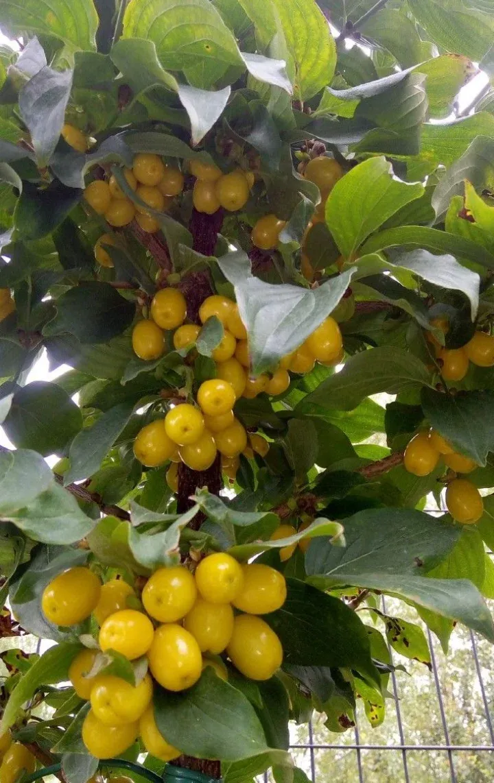 Tak vol gele vruchten van een geelvruchtige kornoelje