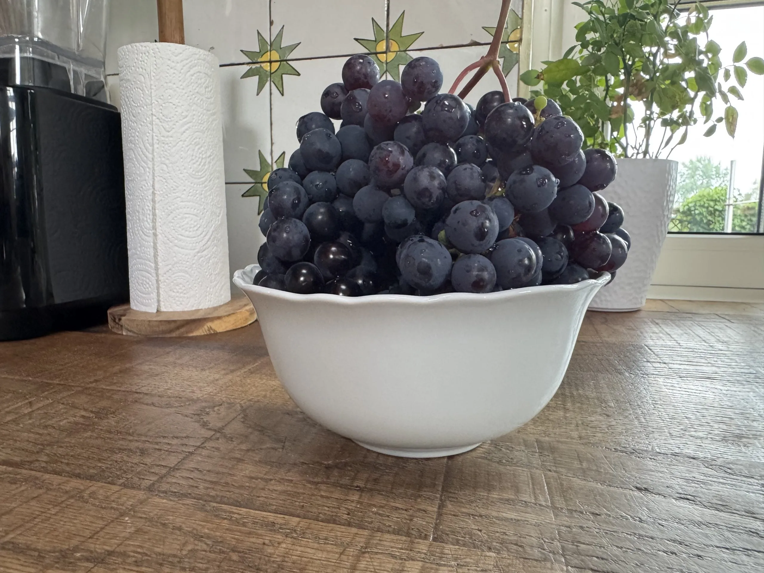 Een grote tros blauwe druiven in een witte schaal op het aanrecht