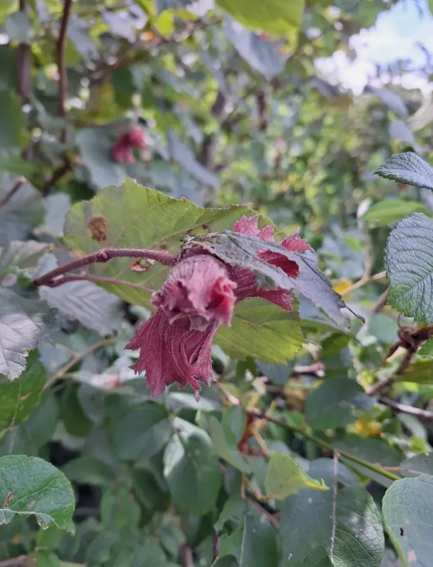 Rode hazelnoot in de bolster tussen groen blad