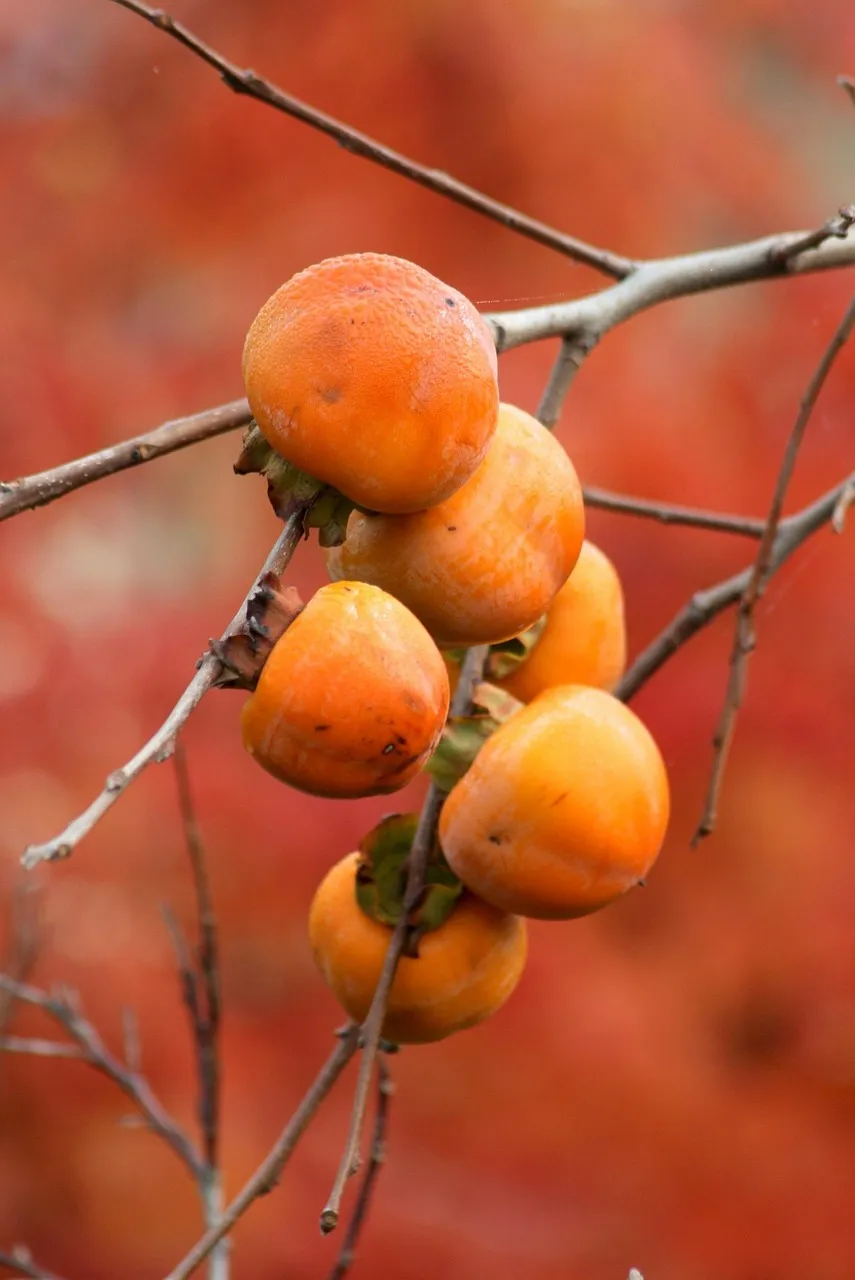 Cluster of orange kakis on a bare branch in autumn