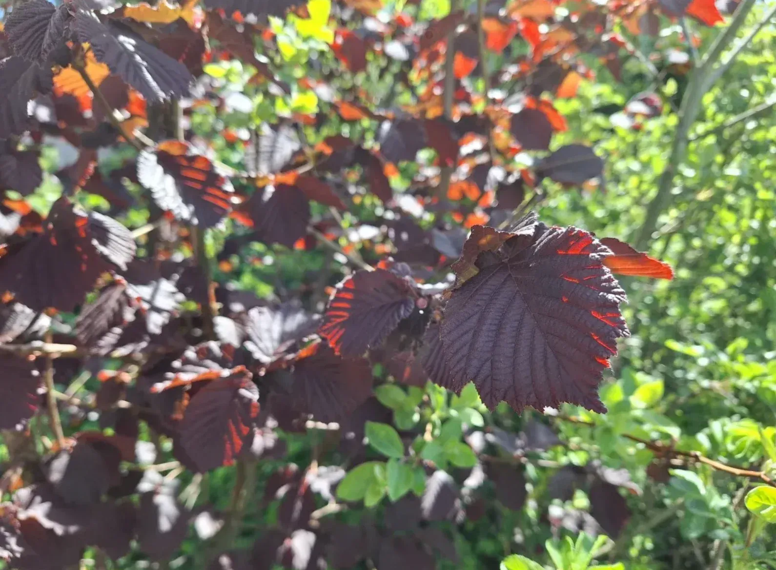 Donkerrood blad van de roodbladige hazelaar met zonlicht erdoorheen