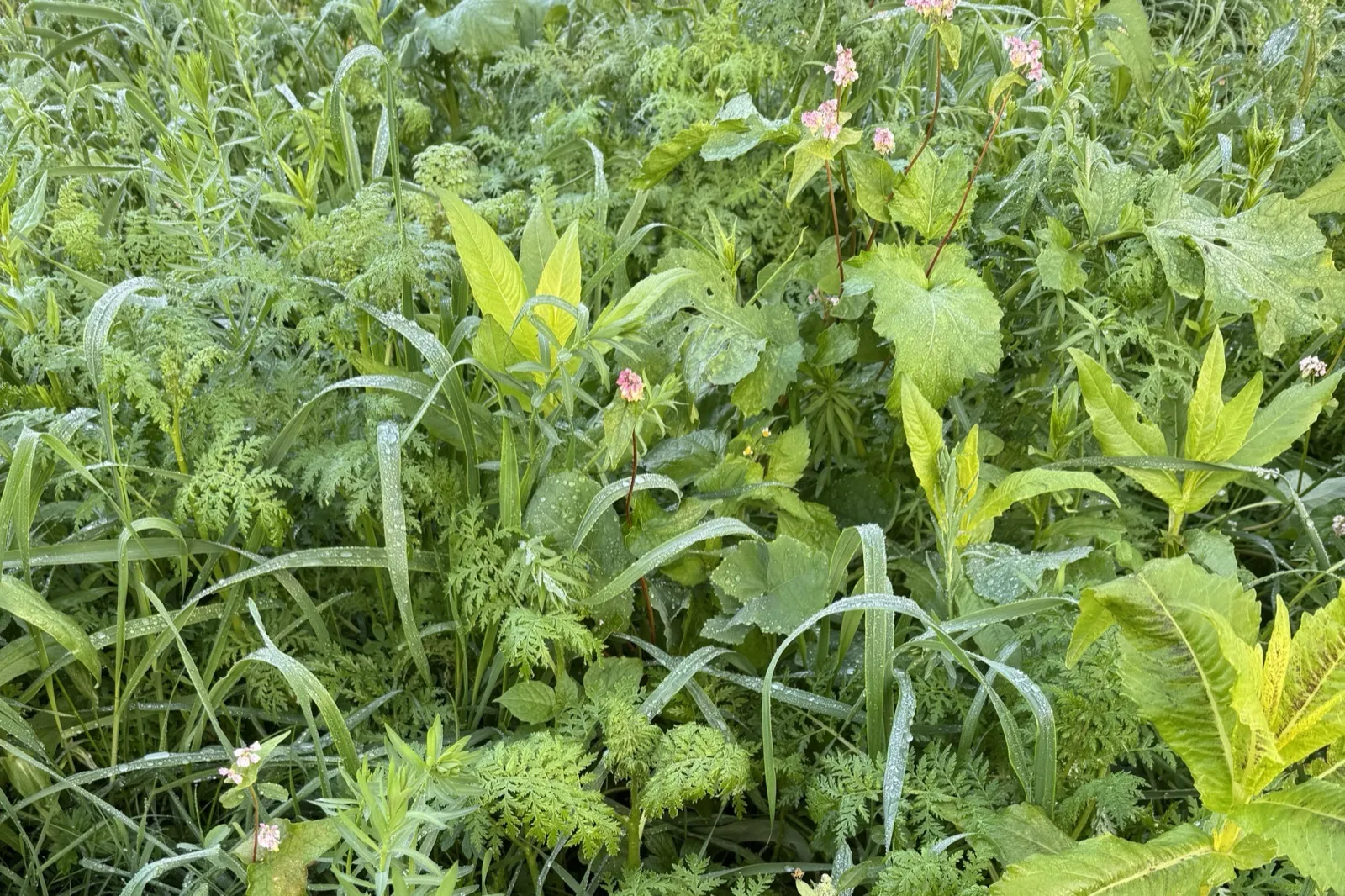 Close-up van de groenbemester: grassen, fijn blad en bloeiende boekweit door elkaar