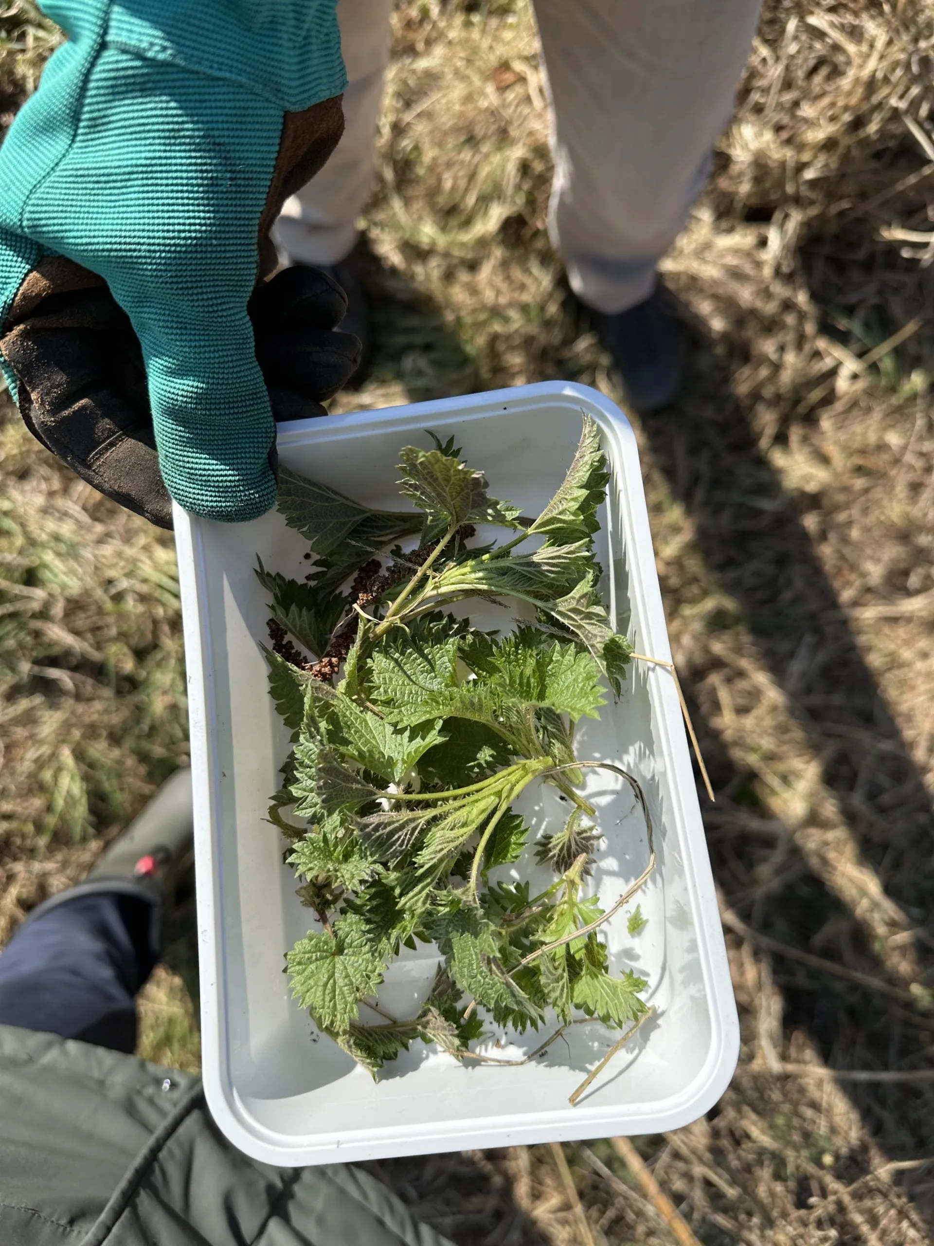 Hand in een tuinhandschoen met een bakje vers geplukte brandnetels