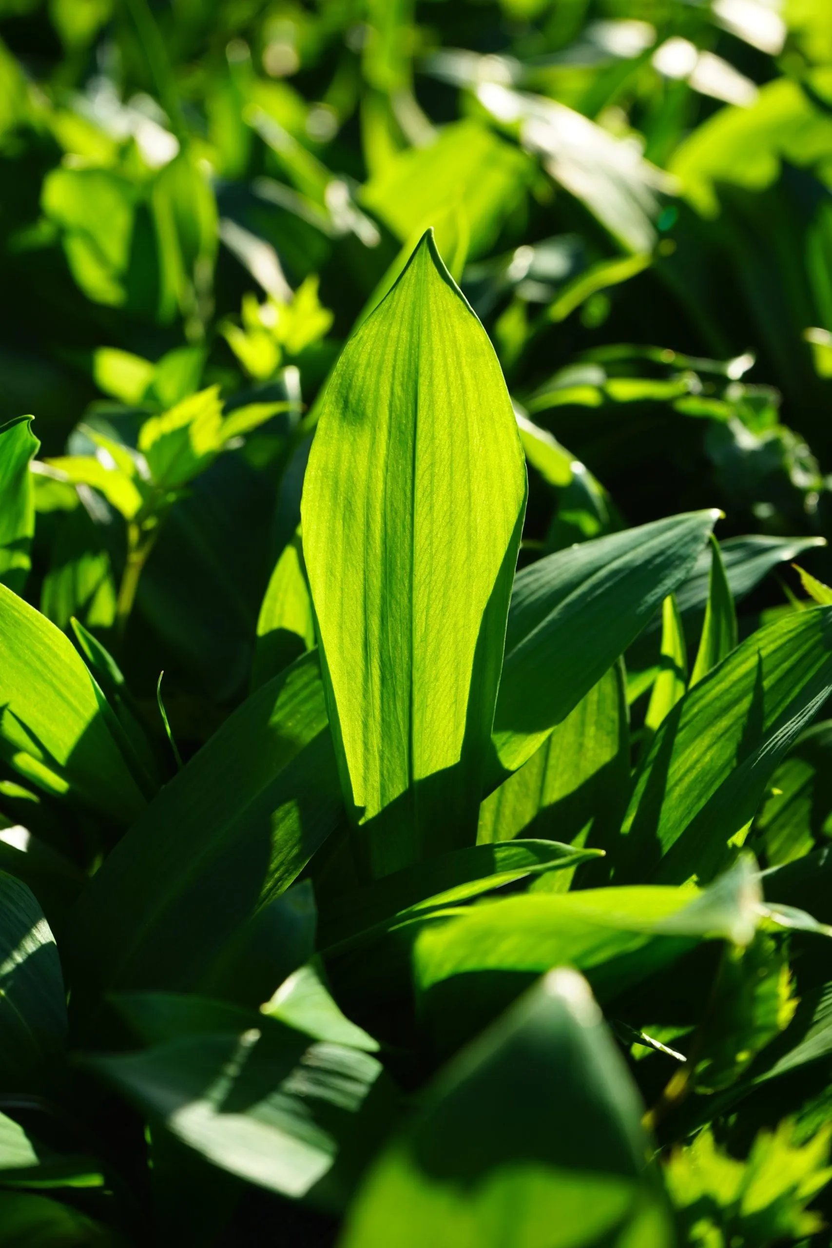 Glanzende groene bladeren van daslook in het voorjaar