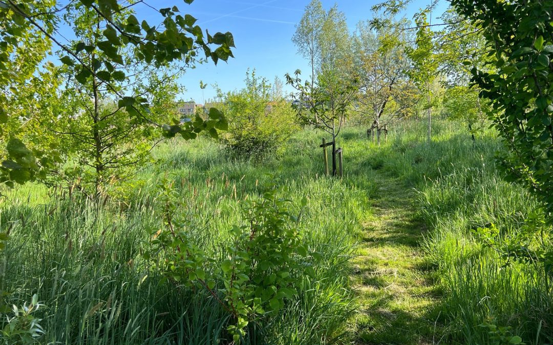 Update pre-release! 🌳