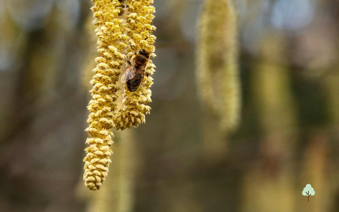 Waarom vroege bestuivers de helden van je voedselbos zijn 🐝