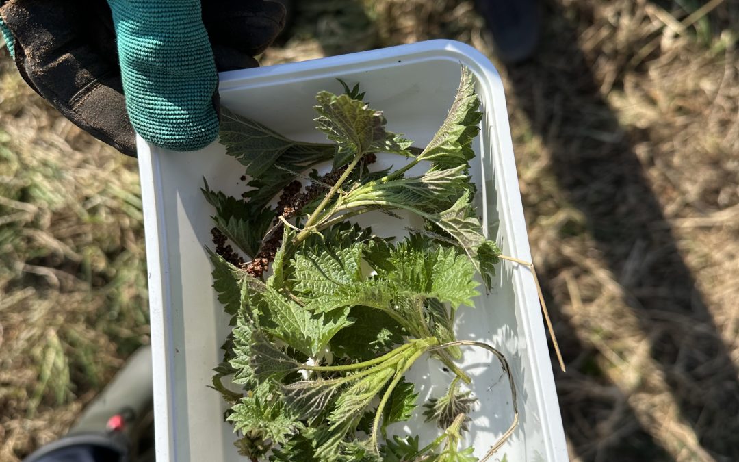 April in het voedselbos: Wat kun je nu oogsten? 🌿🌷