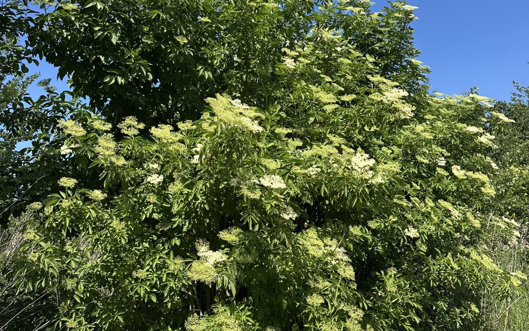 Vlierbloesemsiroop 🌸