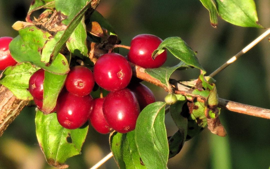 Plant in de Spotlight: Gele Kornoelje (Cornus mas)