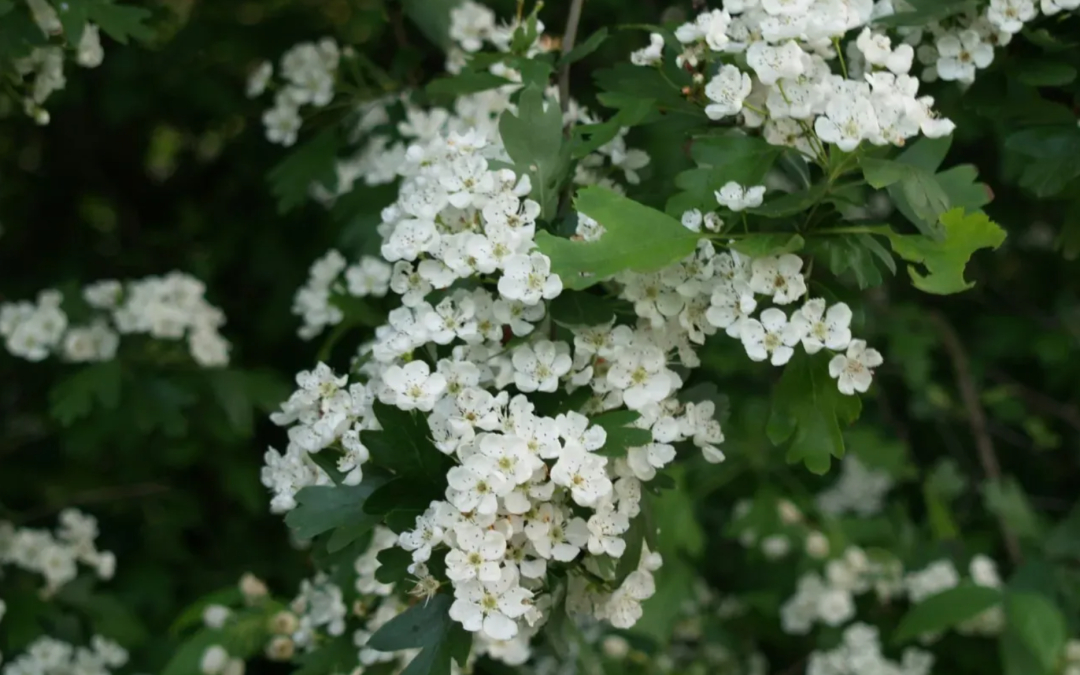 Plant in de Spotlight: Meidoorn