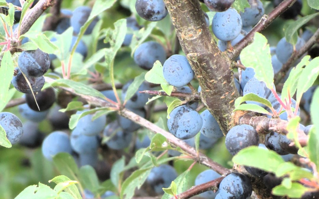 Plant in de Spotlight: Sleedoorn (Prunus spinosa)