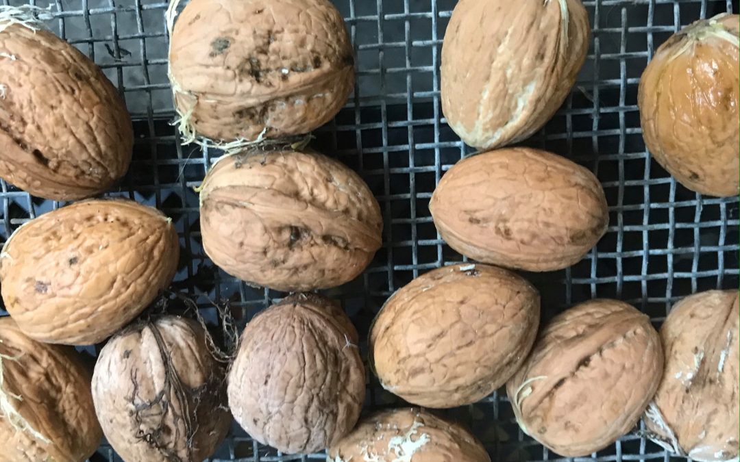 Plant in de Spotlight: Walnoot