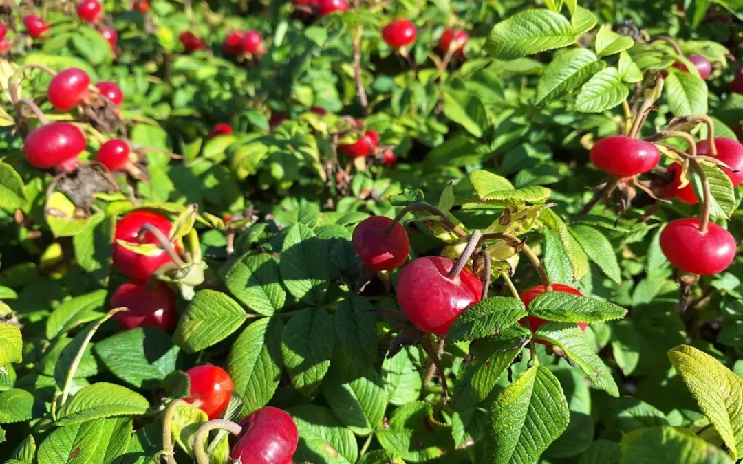 Oktober in het voedselbos: wat kun je nu oogsten? 🌰