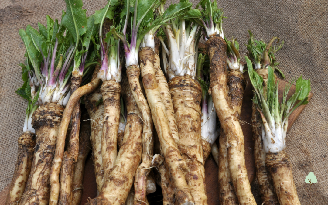 Biet & Mierikswortel (Chrein)